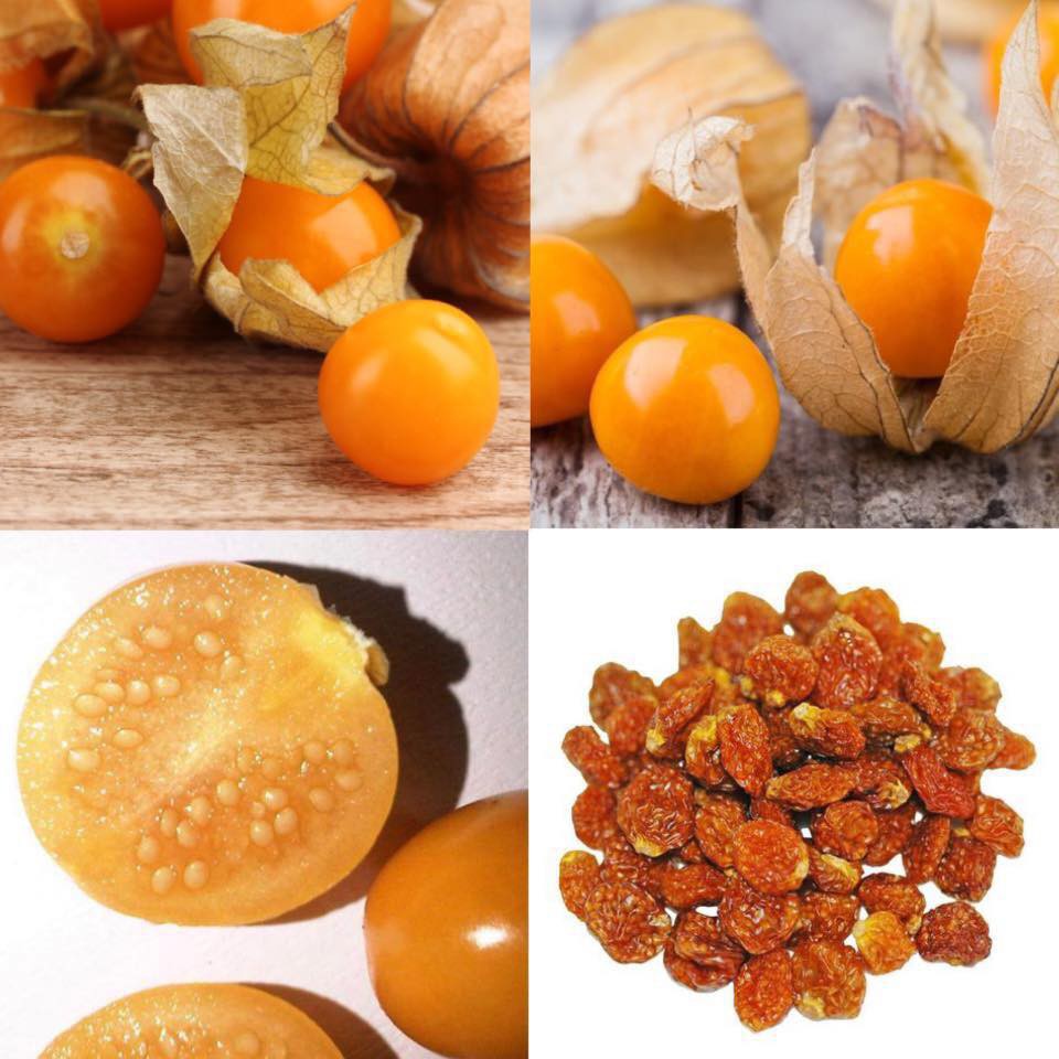 Hạt giống Thù Lù, Tầm Bóp 30 Hạt