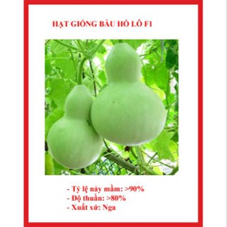 5 hạt Bầu hồ lô cao sản