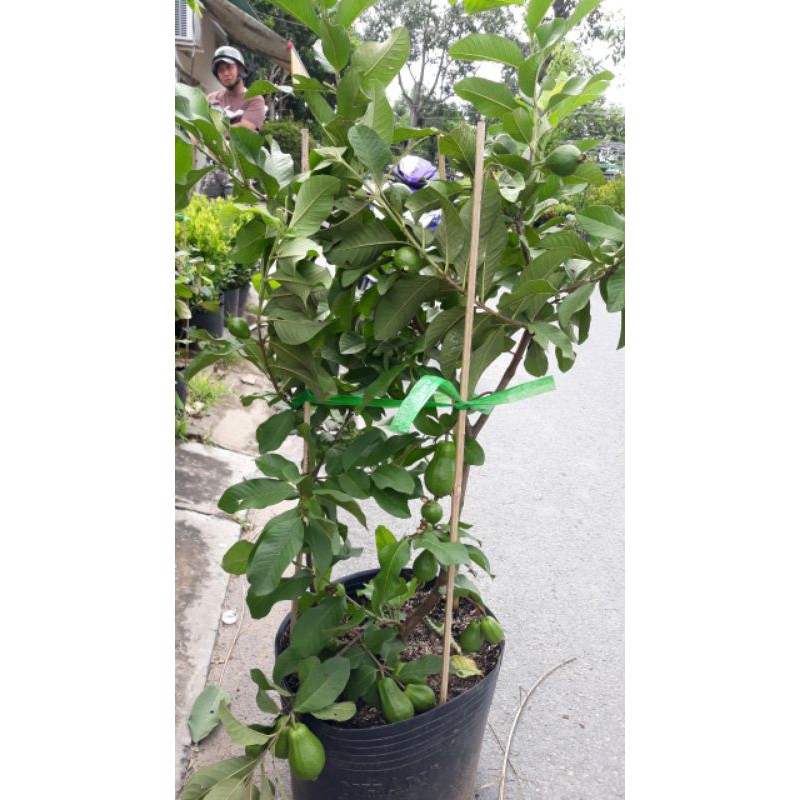 Ổi Thái giống mới trái to