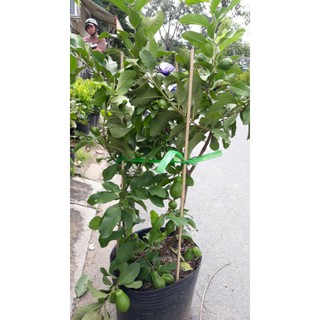 Cây 🌲 Ổi Thái giống mới trái to đang trái