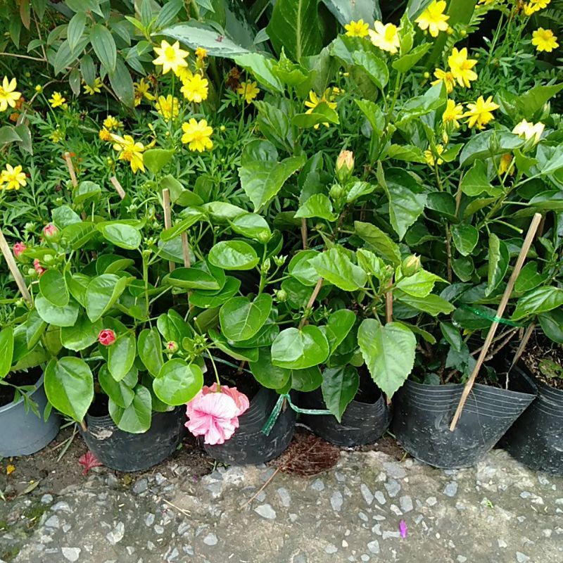 Cây bông bụp thái cánh kép  (giao màu ngẫu nhiên)