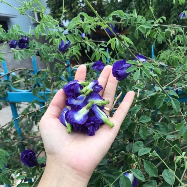 Hoa đậu biếc khô