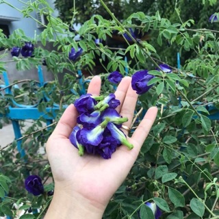 Hoa đậu biếc khô