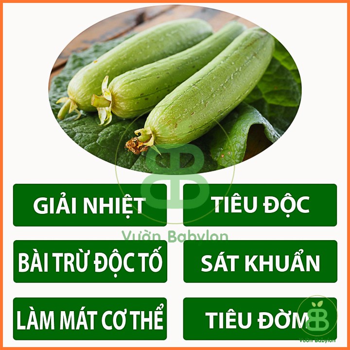 Hạt Giống Mướp Hương F1 Dễ Trồng, Sai Trái