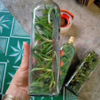 Chai mô ngọc điểm đủ màu.hoa cuc thom.mix màu