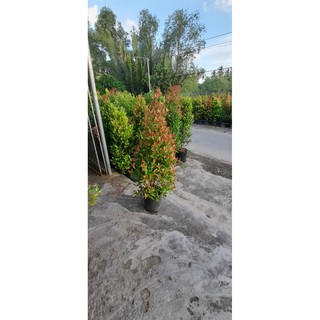 Cây Hồng Lộc 70cm-1m