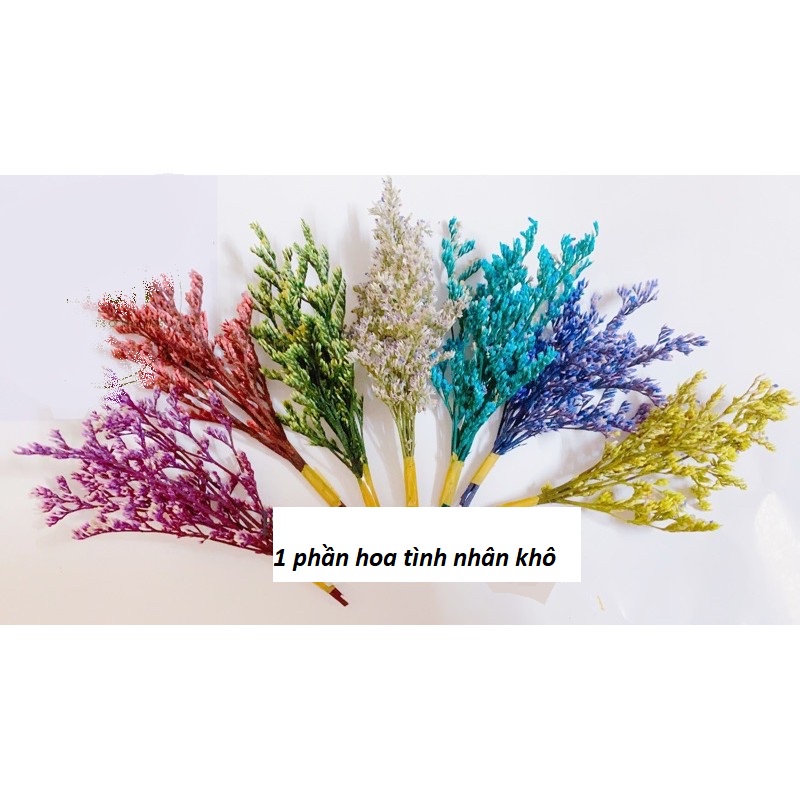🍁 Hoa khô handmade 🍁 Nhánh hoa Sao Tình Nhân khô làm thiệp quà tặng 🍁 hoa khô nguyên liêu