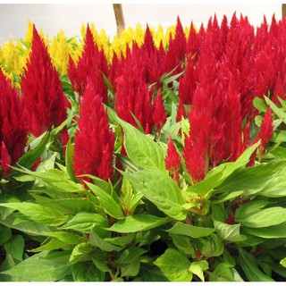 Hạt giống hoa Mào gà lửa mix