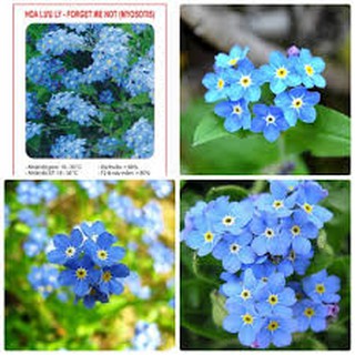 GÓI 500 HẠT GIỐNG HOA LƯU LY XANH