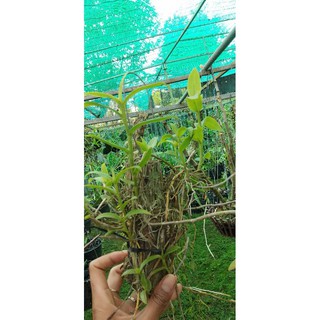 Hoa lan hạc vỹ