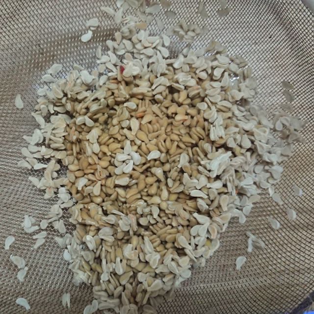 Hạt bình bát dây (100 hạt)