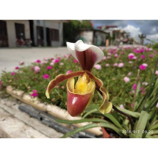 HÀI COOCI RỪNG NGHỆ AN