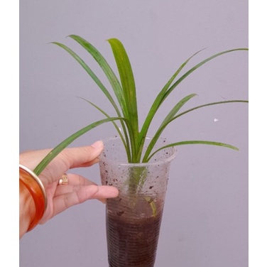 ALO SHOP SHIP KHÔNG GÃY-Cây LÁ DỨA NẾP THƠM 20-40cm -Ship 30 phut200k tặngdịch trùn KHOQ11,7,9,THỦĐỨC,PHÚNHUẬN