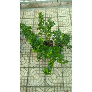 Cây Nguyệt Quế sắp cho hoa
