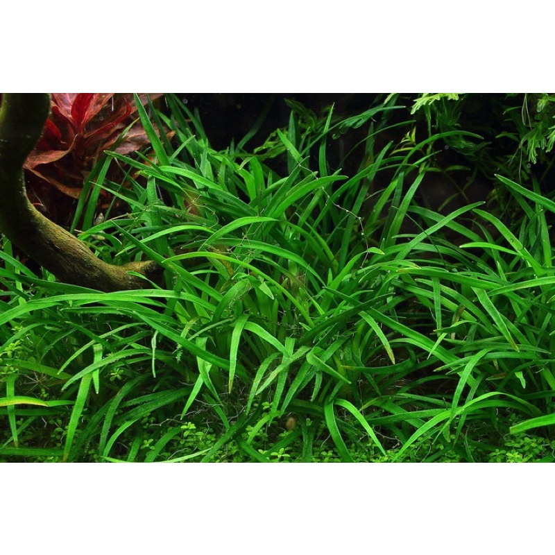 Cỏ Cói Thanh Hoá | Cây Thuỷ Sinh Dễ Trồng (Cây Tiền/Trung Cảnh)