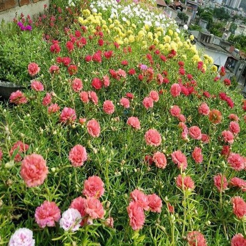 HẠT GIỐNG HOA MƯỜI GIỜ ĐƠN NHIỀU MẦUBÔNG TO CÁNH KÉP CỰC KỲ ĐẸP