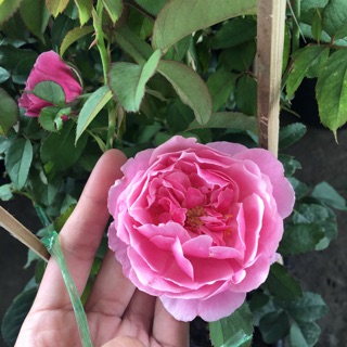 Hoa hồng Soeur Emmanuelle