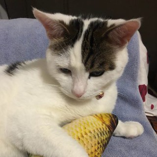 Đồ chơi cho mèo cá catnip