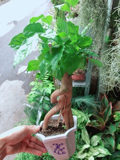 Chậu Cây Hạnh Phúc Bonsai