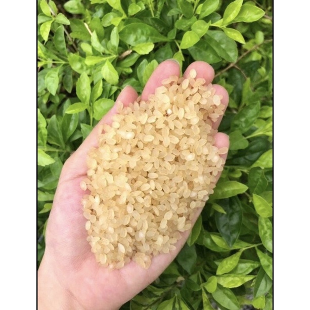 CỐM NẾP VÀNG  1KG