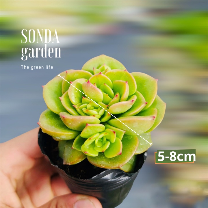 Sen đá nuza SONDA GARDEN size bé 5-8cm, xuất xứ Đà Lạt, khoẻ đẹp, lỗi 1 đổi 1