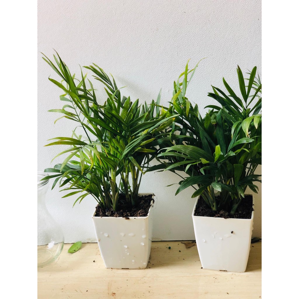 Cây cau tiểu trâm mini .