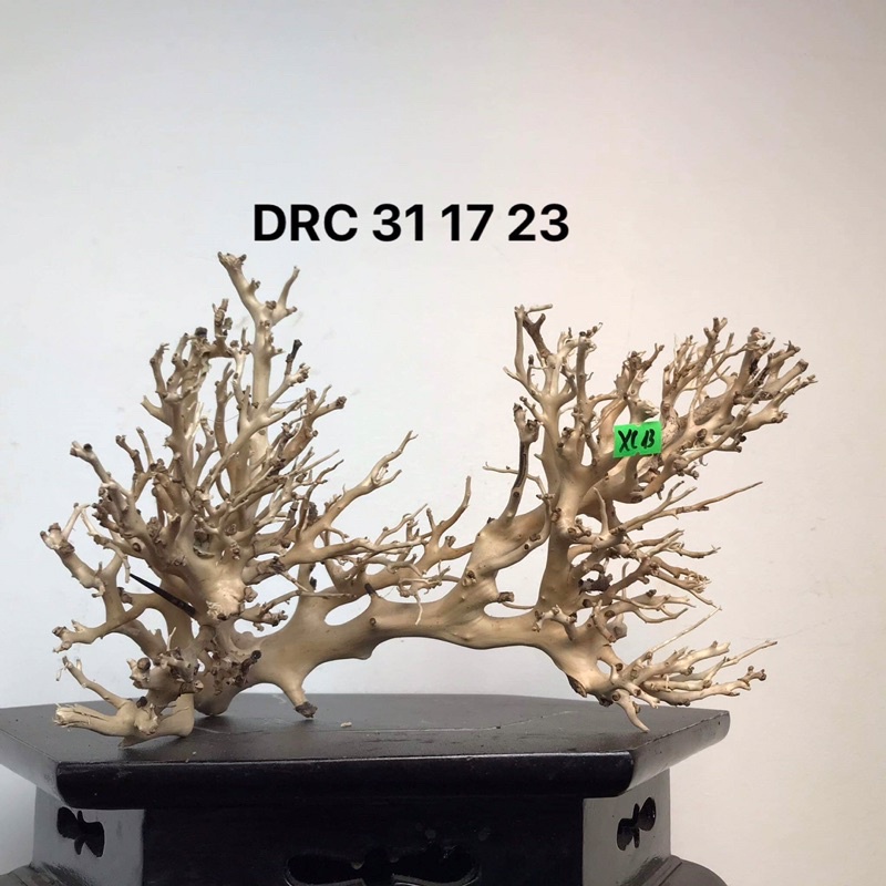LŨA XƯƠNG CHÙM DÙNG ĐỂ SETUP TÁN CHO CÂY BONSAI, HỒ CÁ