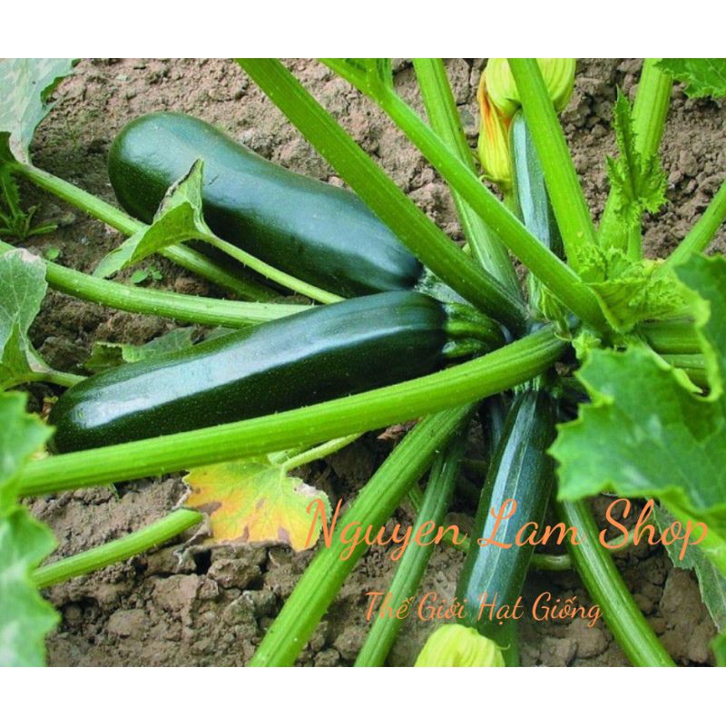 HẠT GIỐNG BÍ NGÒI XANH