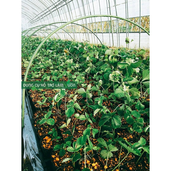 Khung vòm cao 60cm rộng 65cm , set 10 cái chuyên trồng rau ăn lá, bảo vệ hạn chế sâu rầy