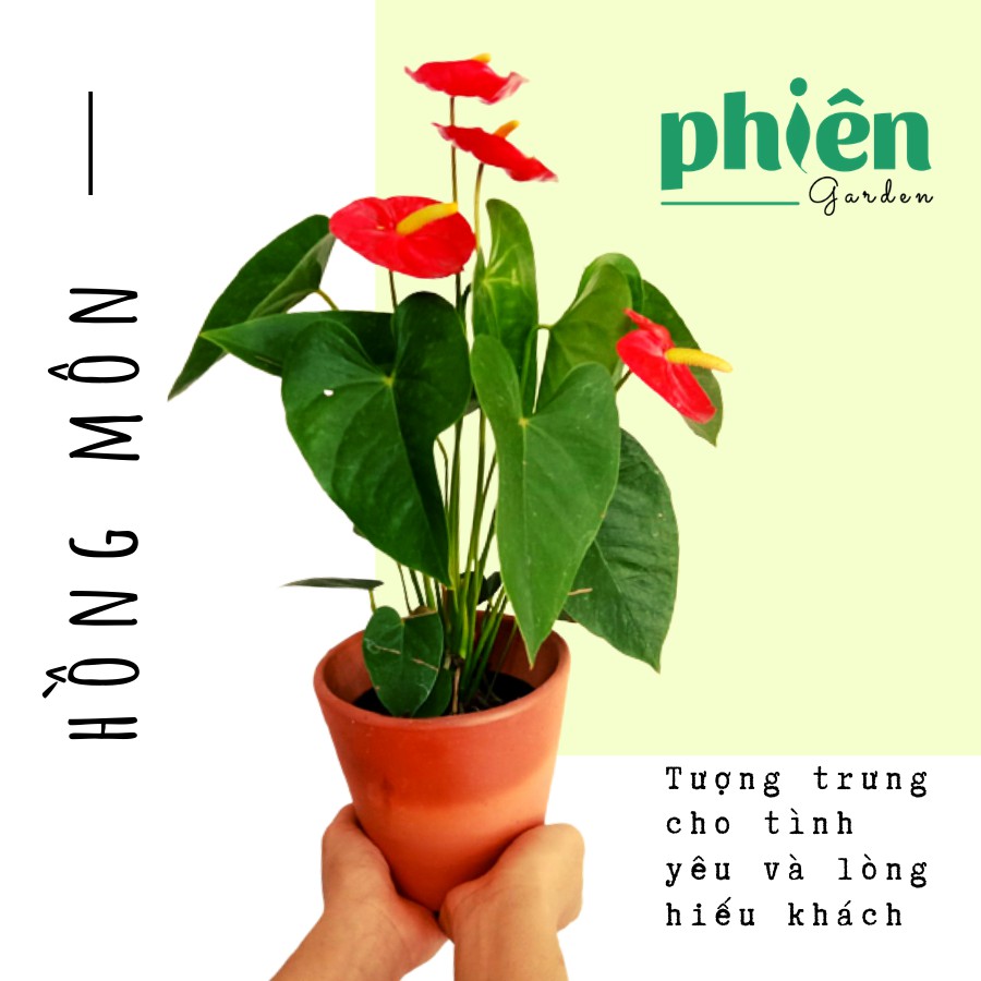 Cây Hồng Môn đỏ để bàn kèm chậu đất nung, luôn có hoa