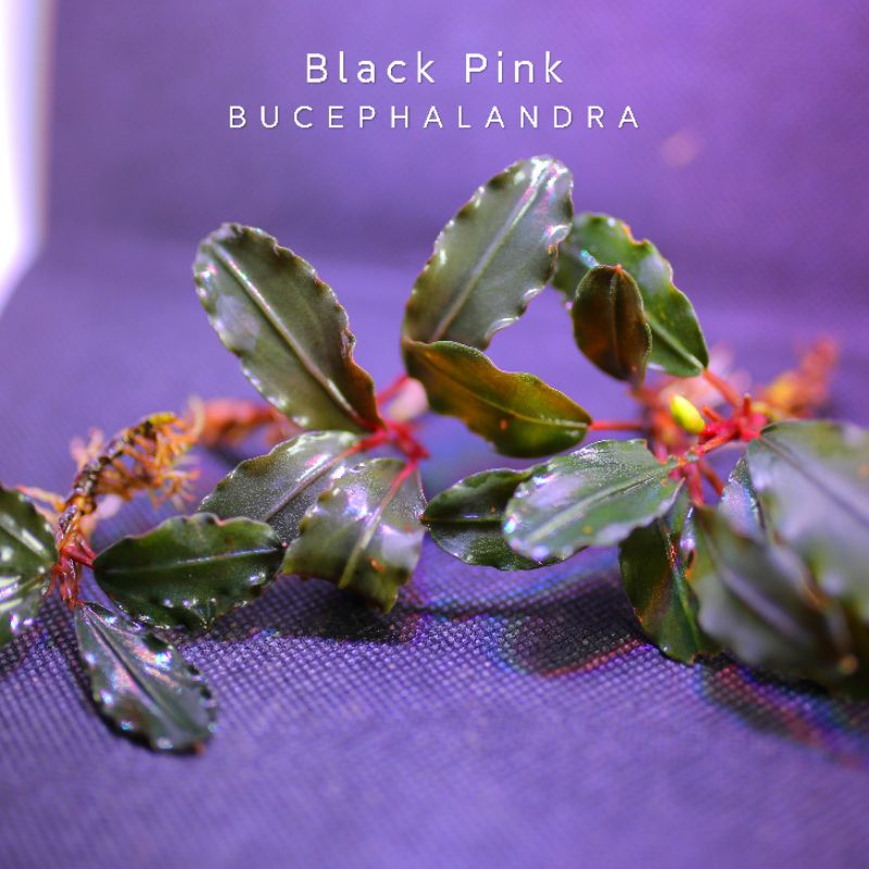 Black Pink đợt mới | Cây thủy sinh lá đỏ hồng | Hàng ngọn | lá cạn