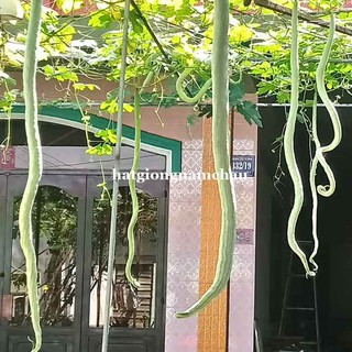 5H - HẠT GIỐNG MƯỚP RẮN