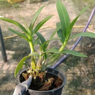 Yaya mini chậu lớn