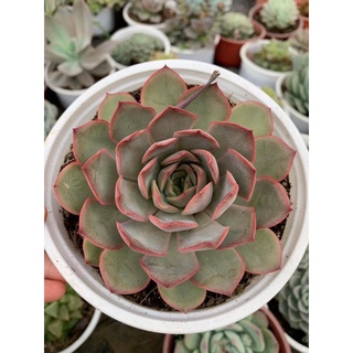 [Sale Giá Rẻ ]Sen đá Trung Size 9 - 11cm ( giao ngẫu nhiên )