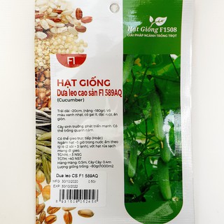 Hạt giống dưa leo cao sản