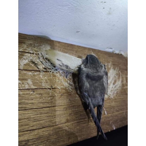 100g yến thô nguyên tổ Khánh Hòa