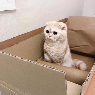 Link mua gộp