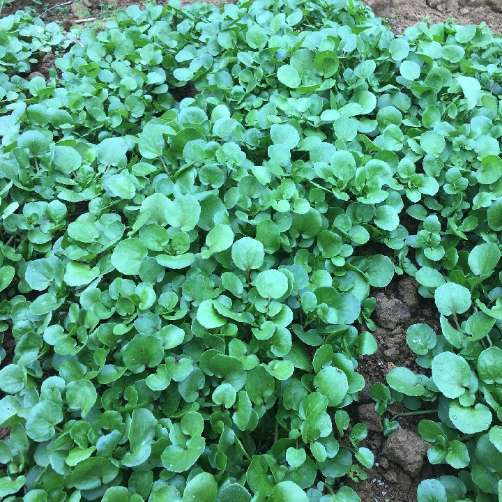 Hạt giống cải xoong Mỹ  - Tỷ lệ nảy mầm 90%