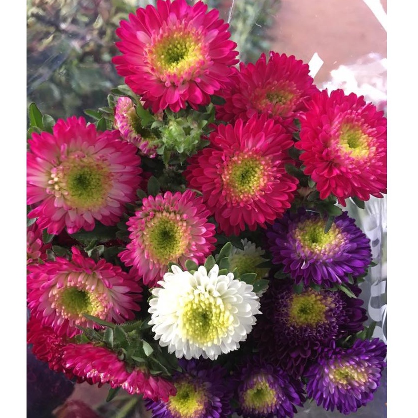 50h Hạt Giống Hoa Cúc Nhật PomPom Mix màu tặng kèm kích mầm thuốc