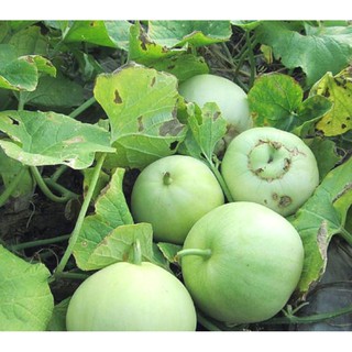 30h Hạt Giống Dưa Lê Siêu Ngọt (Cucumis melo)