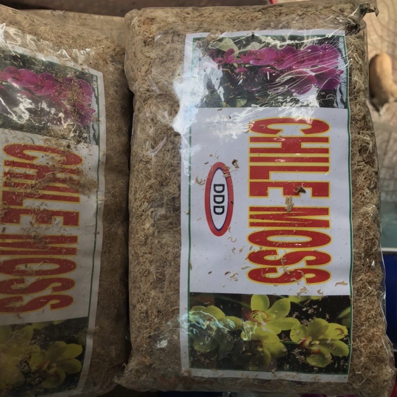 Dớn Trắng Chile 100Gr - Dớn Giữ Ẩm