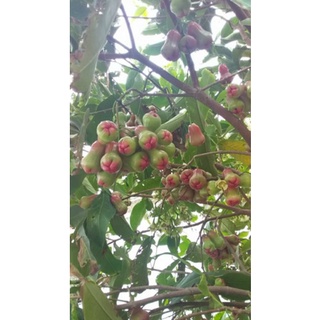 cây roi đỏ (mận An Phước)