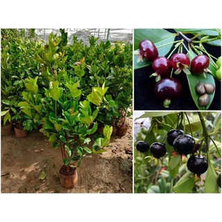 Cây giống cherry Brazil (ra trái siêu sớm)