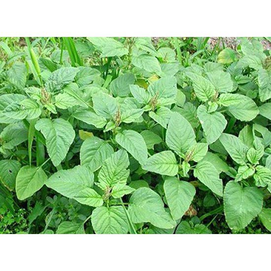 HẠT GIỐNG DỀN XANH CAO SẢN (NN.71) 20G