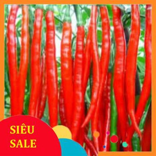 hạt giống ớt dài hàn quốc 20  hạt  TẾT KHUYẾN MẠI
