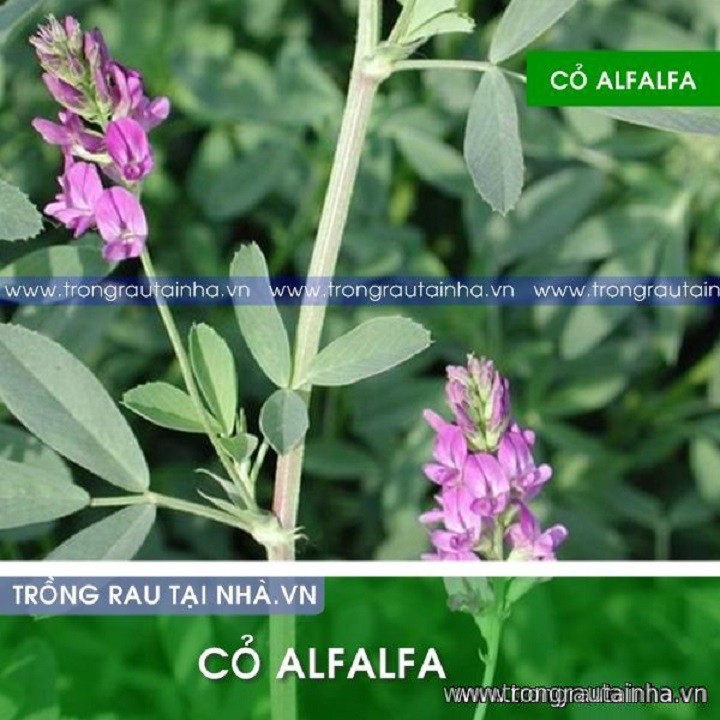 Hạt giống cỏ chăn nuôi ALFALFA 100g ( Linh lăng)