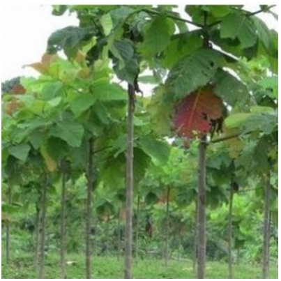 50 gram hạt giống gáo trắng