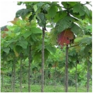 50 gram hạt giống gáo trắng