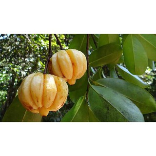 CÂY GIỐNG CÂY TAI CHUA-
