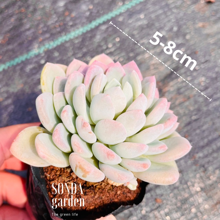 Sen đá ruby trắng SONDA GARDEN size bé 5-8cm cây cảnh trang trí nhà cửa, lỗi 1 đổi 1